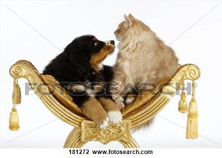 Cat-and-dog Gold Chair