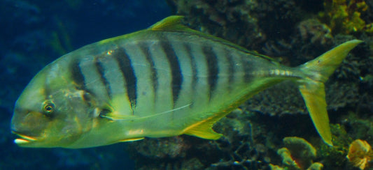 Carangid Gold Router